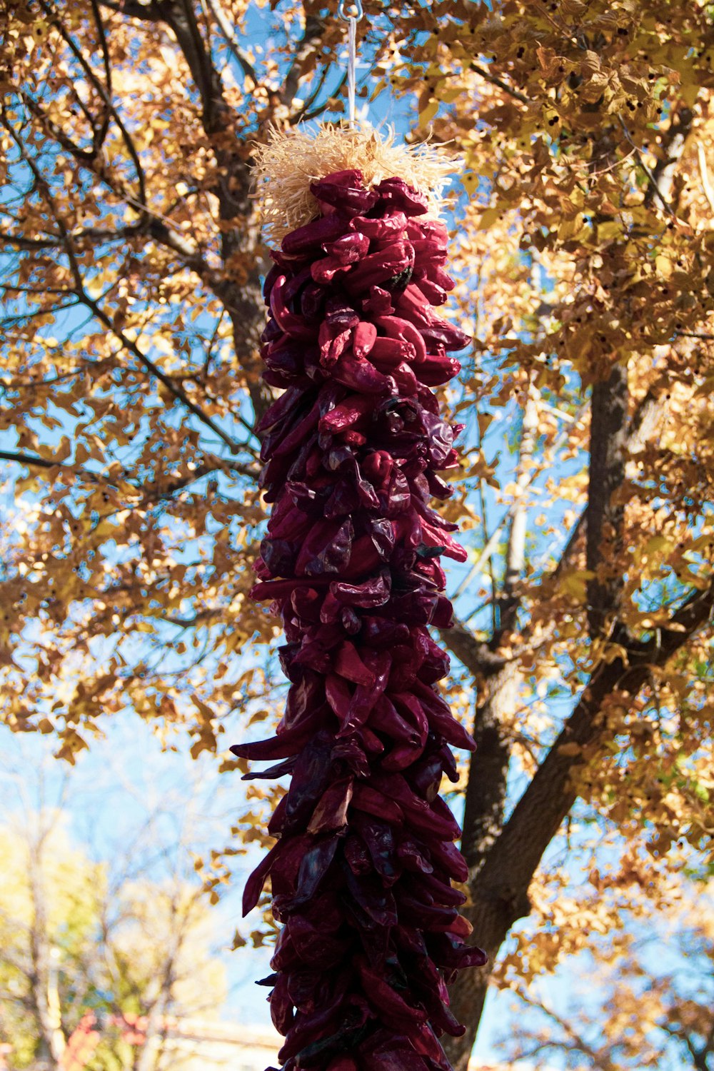 a bunch of red peppers hanging from a tree