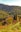 A vineyard stretches across a sloping hillside, with rows of grapevines bordered by lush greenery. In the background, a rustic house with a red-tiled roof is nestled among trees. Beyond the house, a dense forest covers a mountain, bathed in warm sunlight.