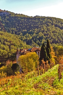 A vineyard stretches across a sloping hillside, with rows of grapevines bordered by lush greenery. In the background, a rustic house with a red-tiled roof is nestled among trees. Beyond the house, a dense forest covers a mountain, bathed in warm sunlight.