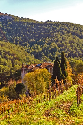 A vineyard stretches across a sloping hillside, with rows of grapevines bordered by lush greenery. In the background, a rustic house with a red-tiled roof is nestled among trees. Beyond the house, a dense forest covers a mountain, bathed in warm sunlight.