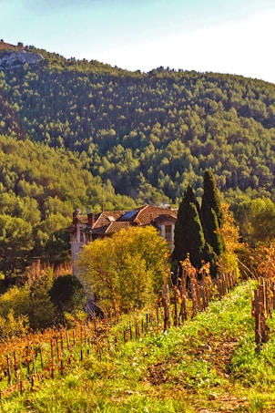A vineyard stretches across a sloping hillside, with rows of grapevines bordered by lush greenery. In the background, a rustic house with a red-tiled roof is nestled among trees. Beyond the house, a dense forest covers a mountain, bathed in warm sunlight.