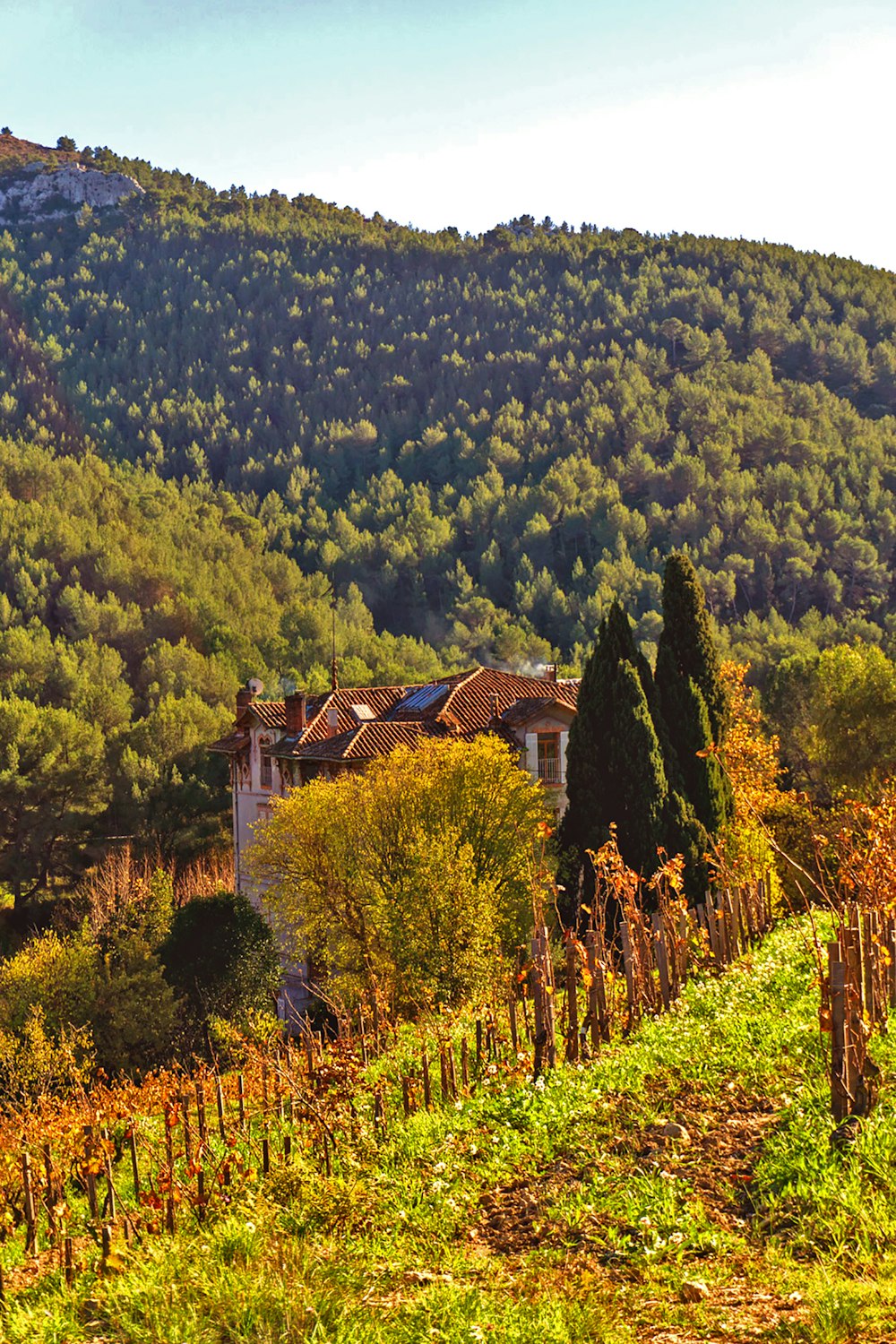 a house in the middle of a lush green hillside