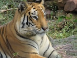 A glimpse of wildlife safari featuring a tiger lounging in tall grasses.