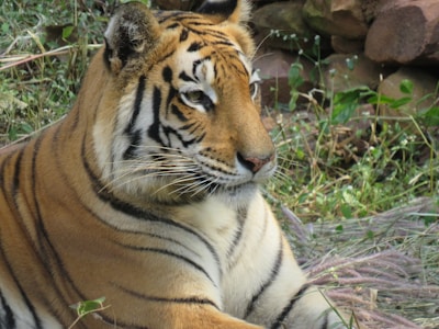 A glimpse of wildlife safari featuring a tiger lounging in tall grasses.