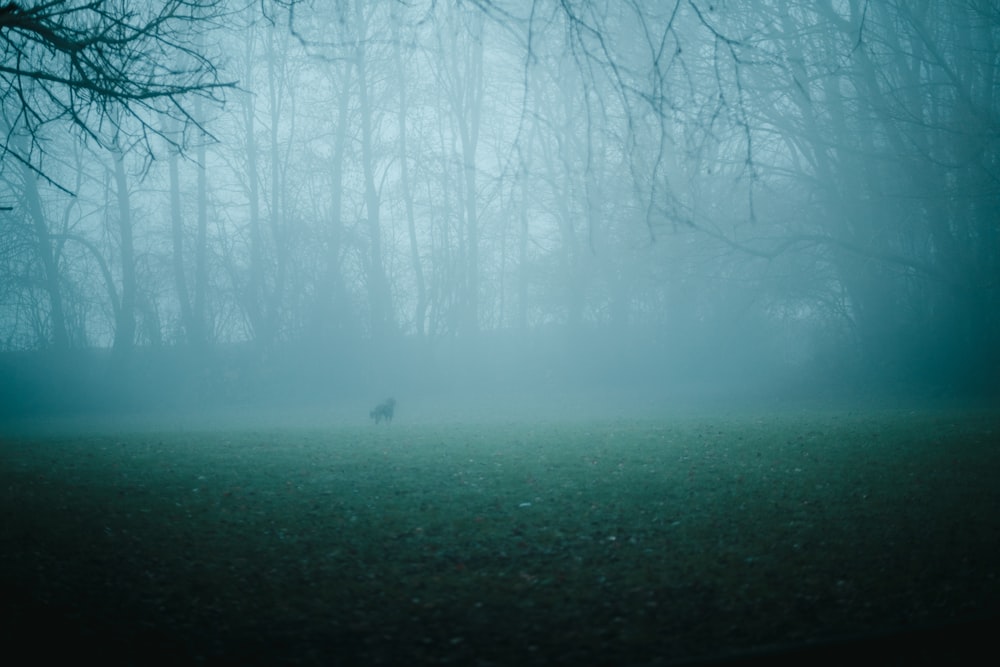 a dog running through a foggy forest