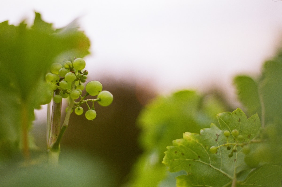 Cover image for Transformación de modelo de negocio para bodega familiar riojana en LATAM