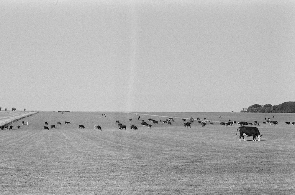 a herd of cattle grazing on a grass covered field