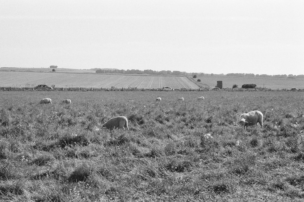 a herd of sheep grazing on a lush green field