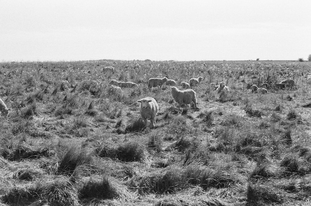 a herd of sheep grazing on a dry grass field