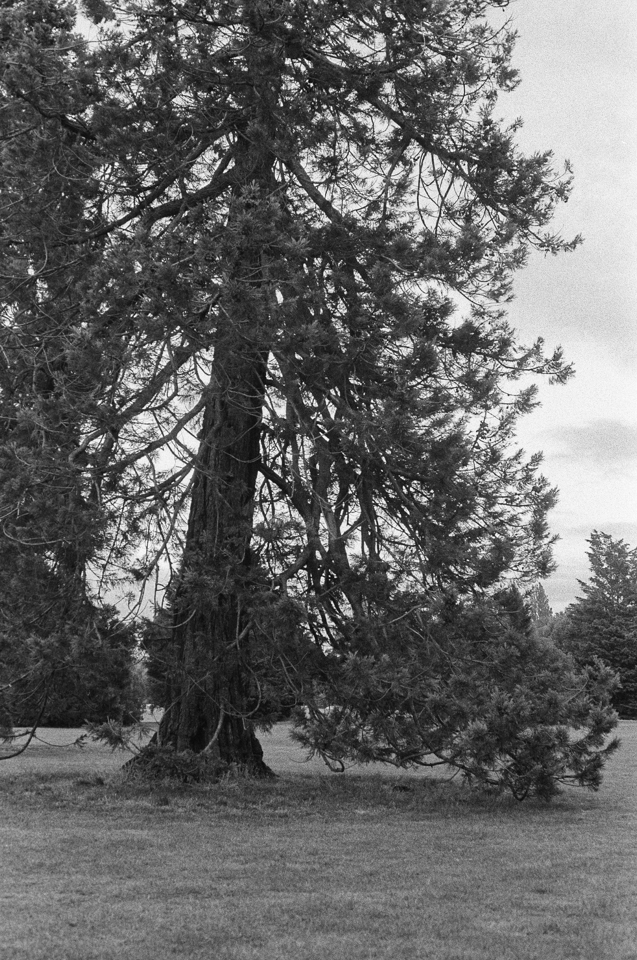 Una foto in bianco e nero di un grande albero