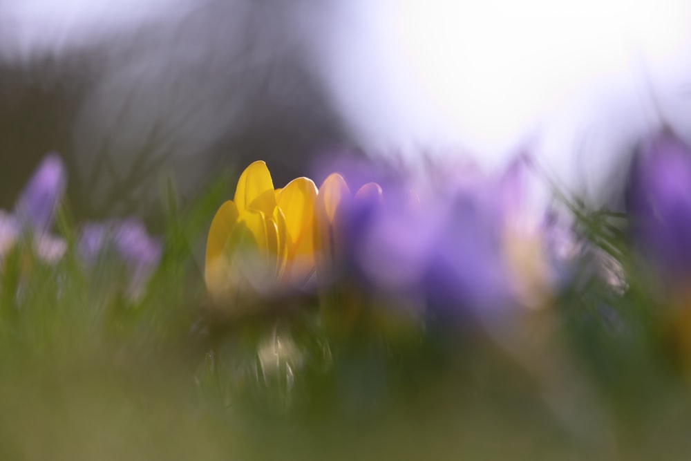 a bunch of flowers that are in the grass