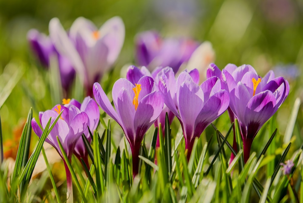 a group of purple flowers in the grass