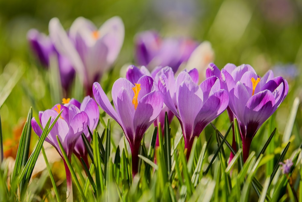 Un groupe de fleurs violettes dans l’herbe
