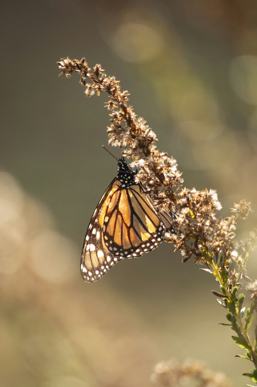 a butterfly that is sitting on a flower