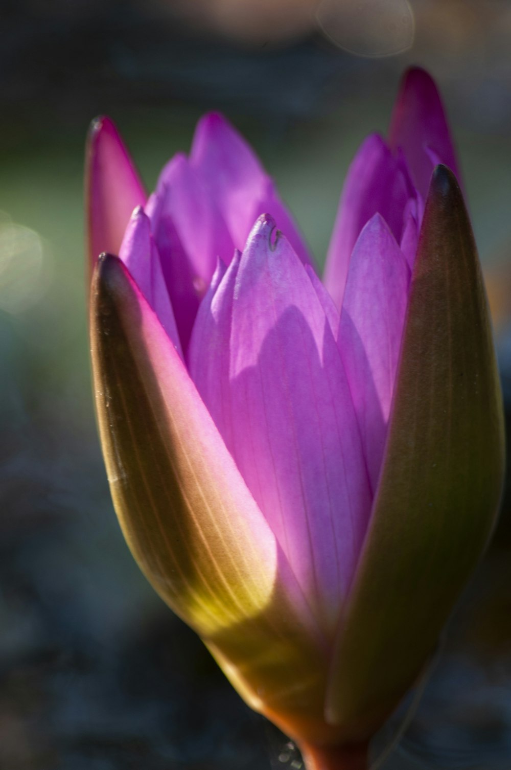 a close up of a pink flower with water in the background