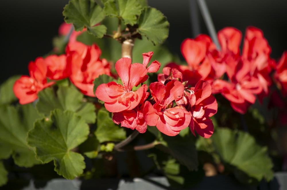 a close up of a plant with red flowers