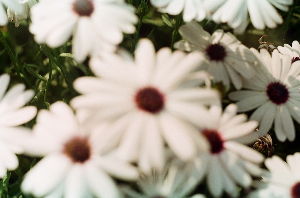 a bunch of white flowers that are in a vase