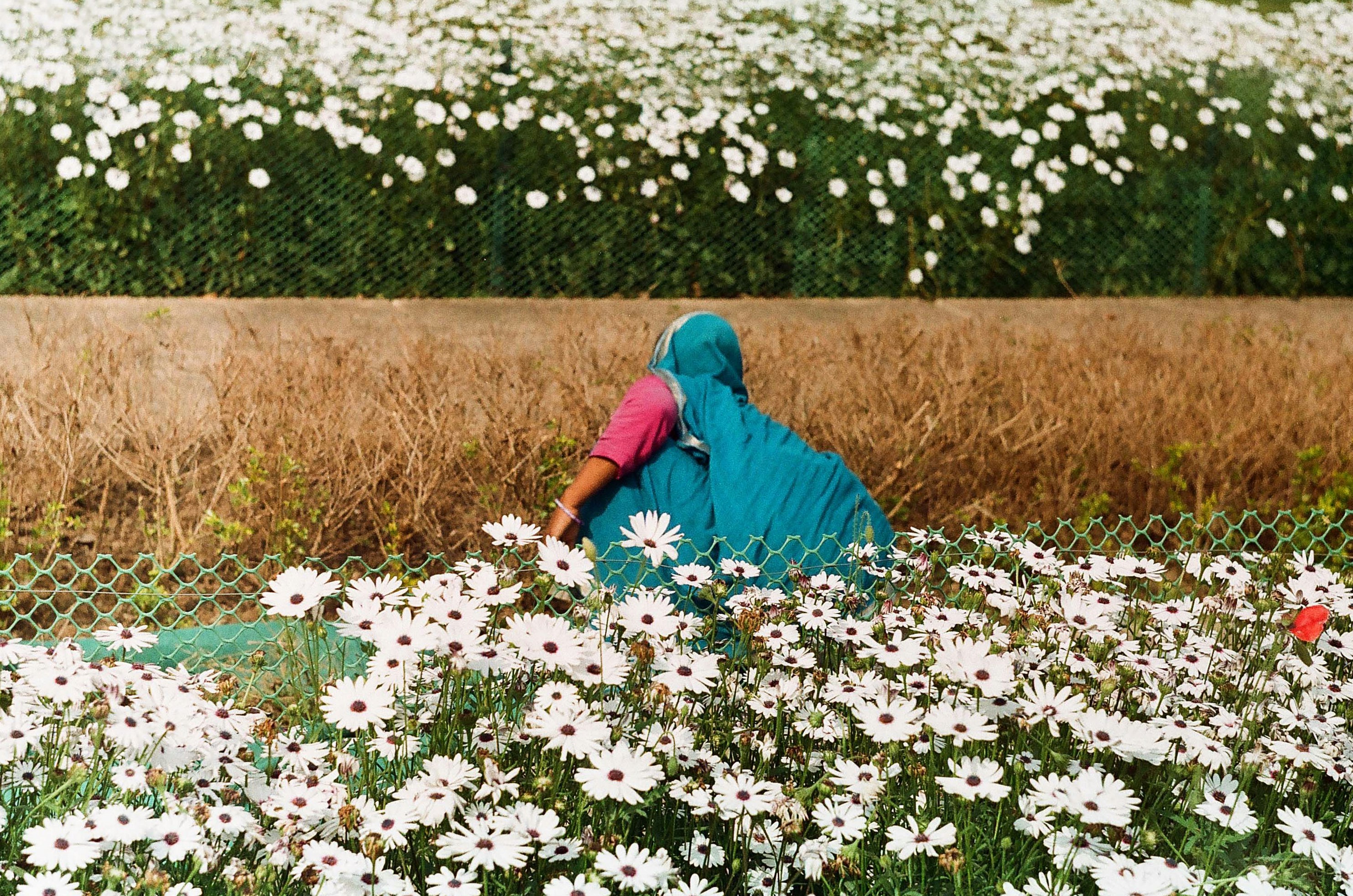 A person sneezing comically in a field of flowers