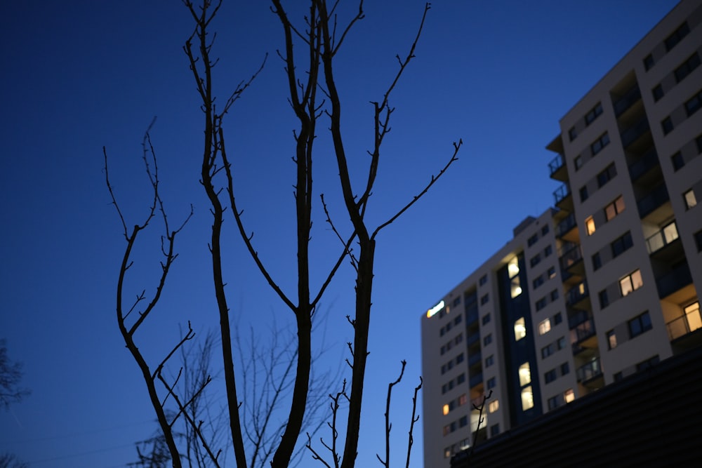 a tree with no leaves in front of a building