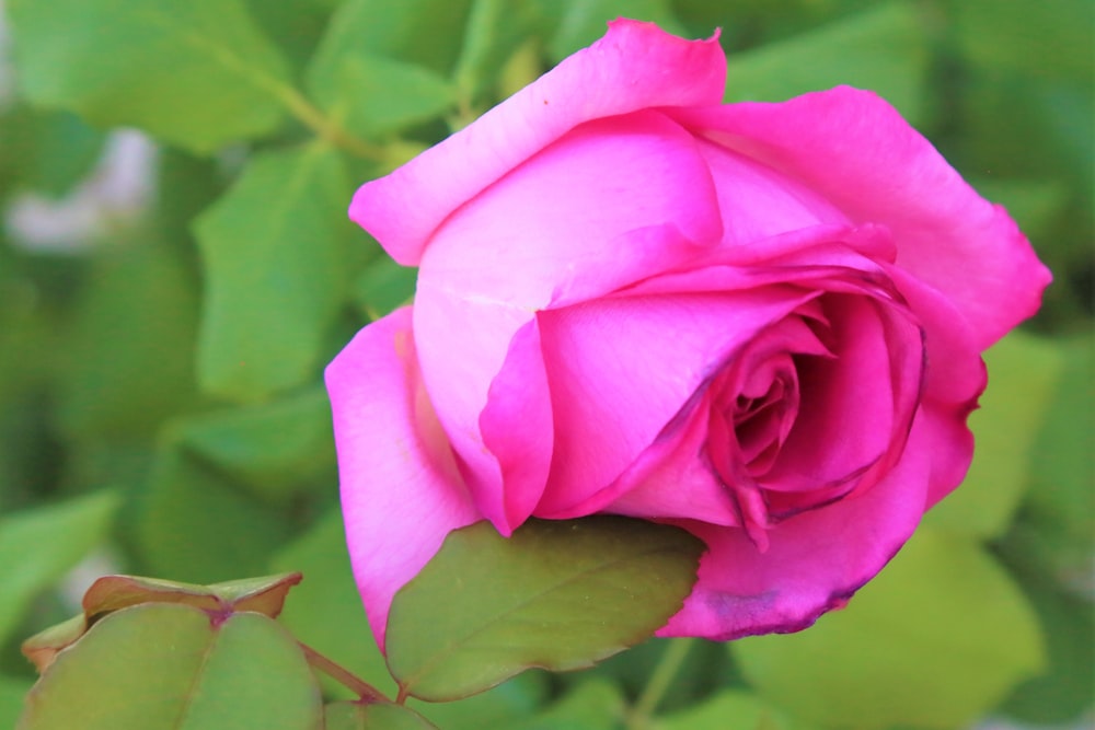 a pink rose with green leaves in the background