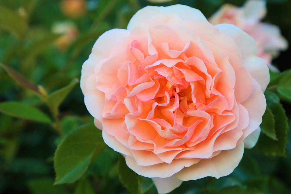 a close up of a pink flower with green leaves