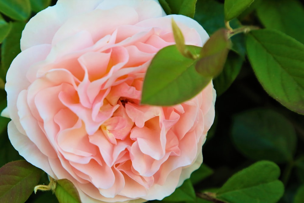 a pink flower with green leaves around it