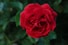 a red rose with green leaves in the background