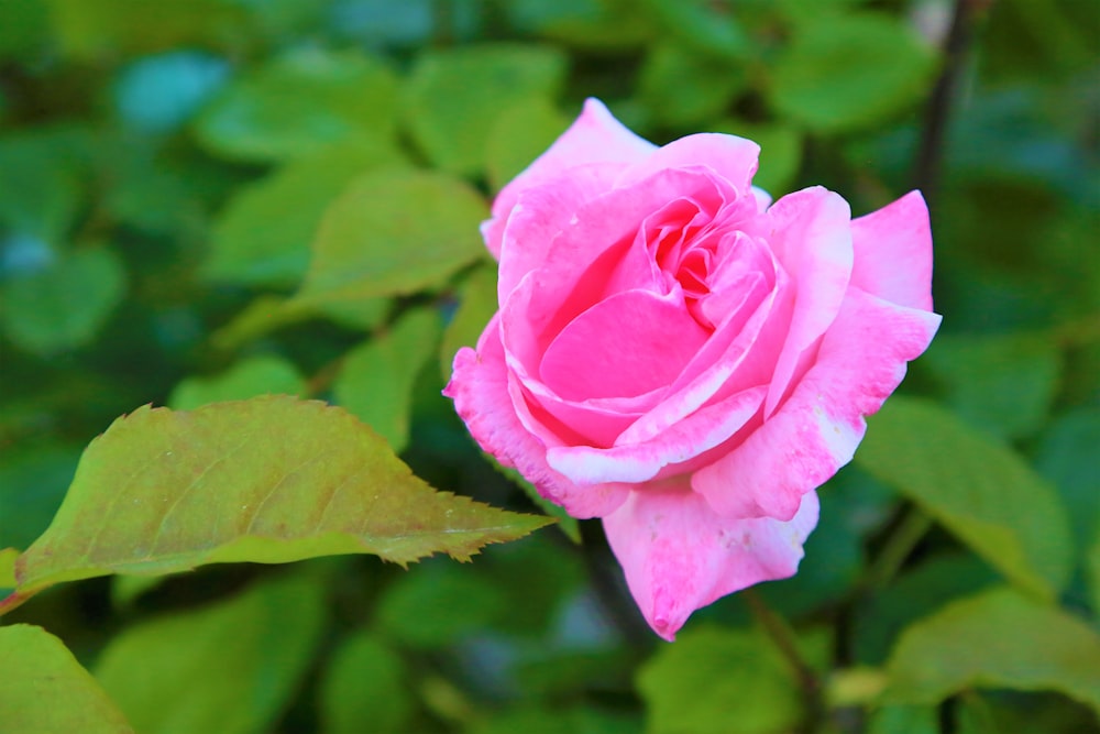 a pink rose with green leaves in the background