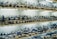 Shelves are filled with various ceramic items, primarily cups, teapots, and plates, all painted in intricate blue and white patterns. The items are arranged in an orderly manner, with price tags visible on each piece. Warm lighting highlights the detailed craftsmanship on the ceramics.