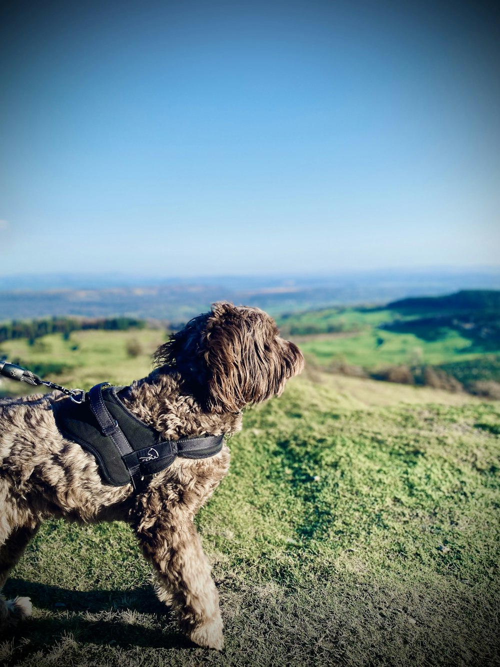 a brown dog standing on top of a lush green hillside