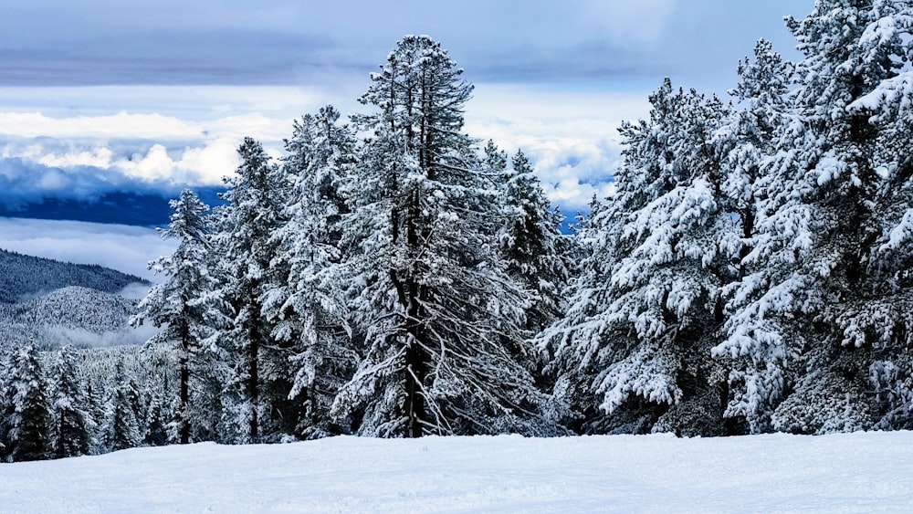 a snowy landscape with trees and clouds in the background