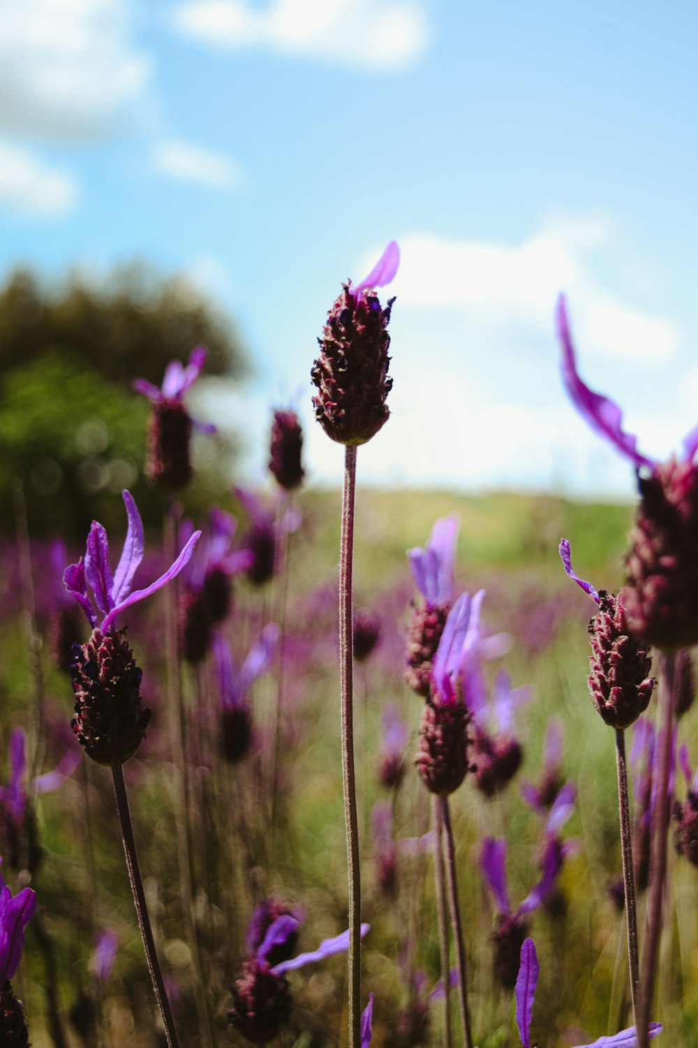 a field full of purple flowers under a blue sky