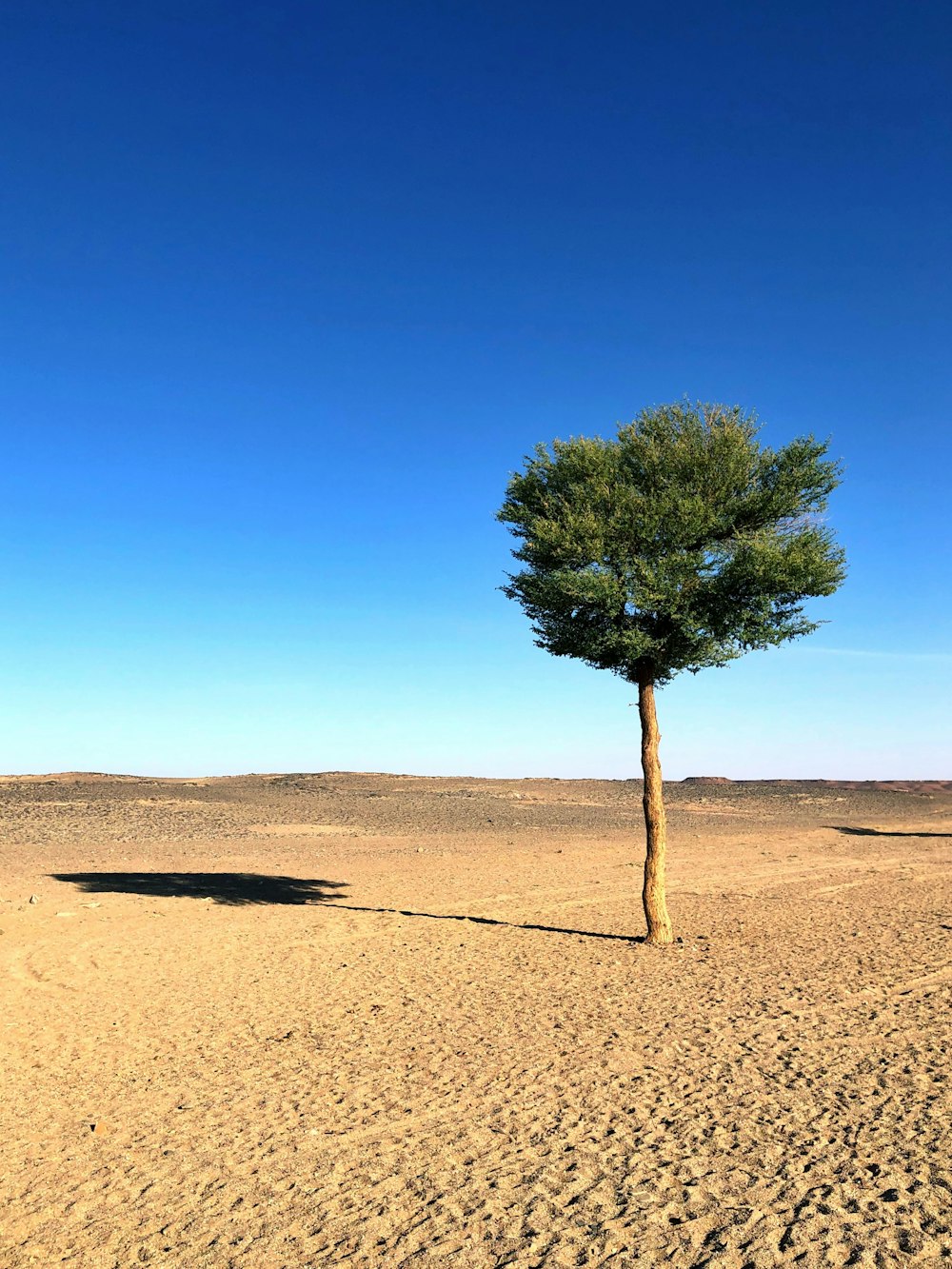 a lone tree in the middle of a desert