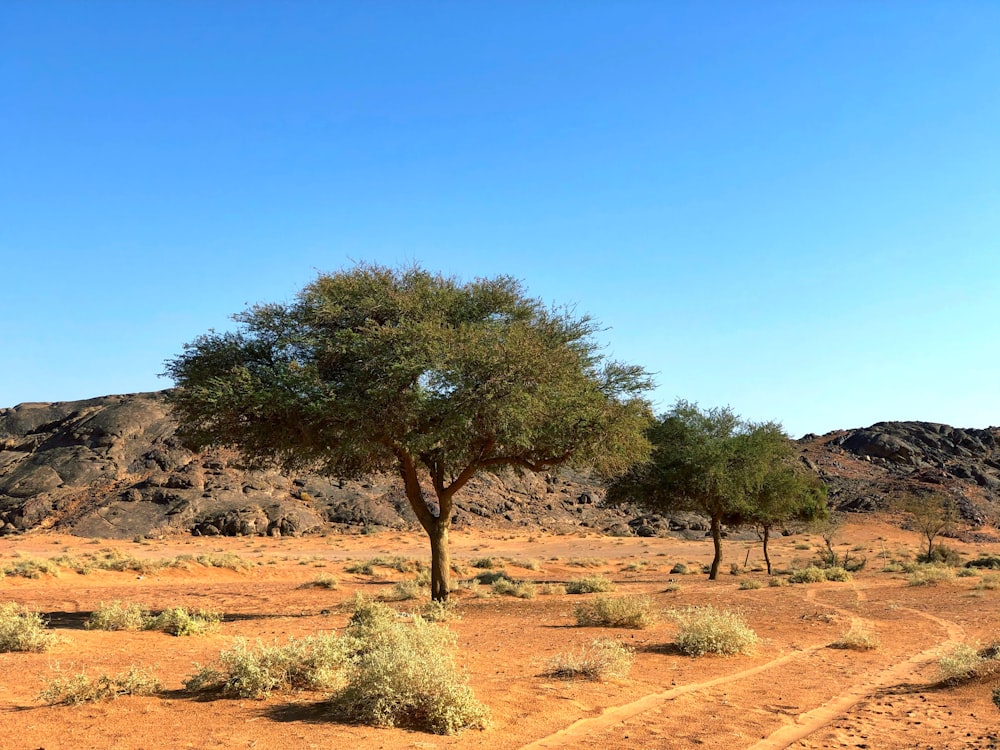 a dirt road in the middle of a desert