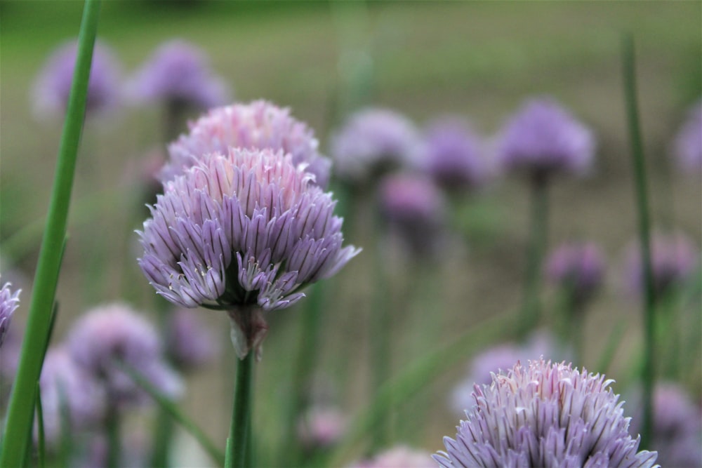 a bunch of purple flowers in a field