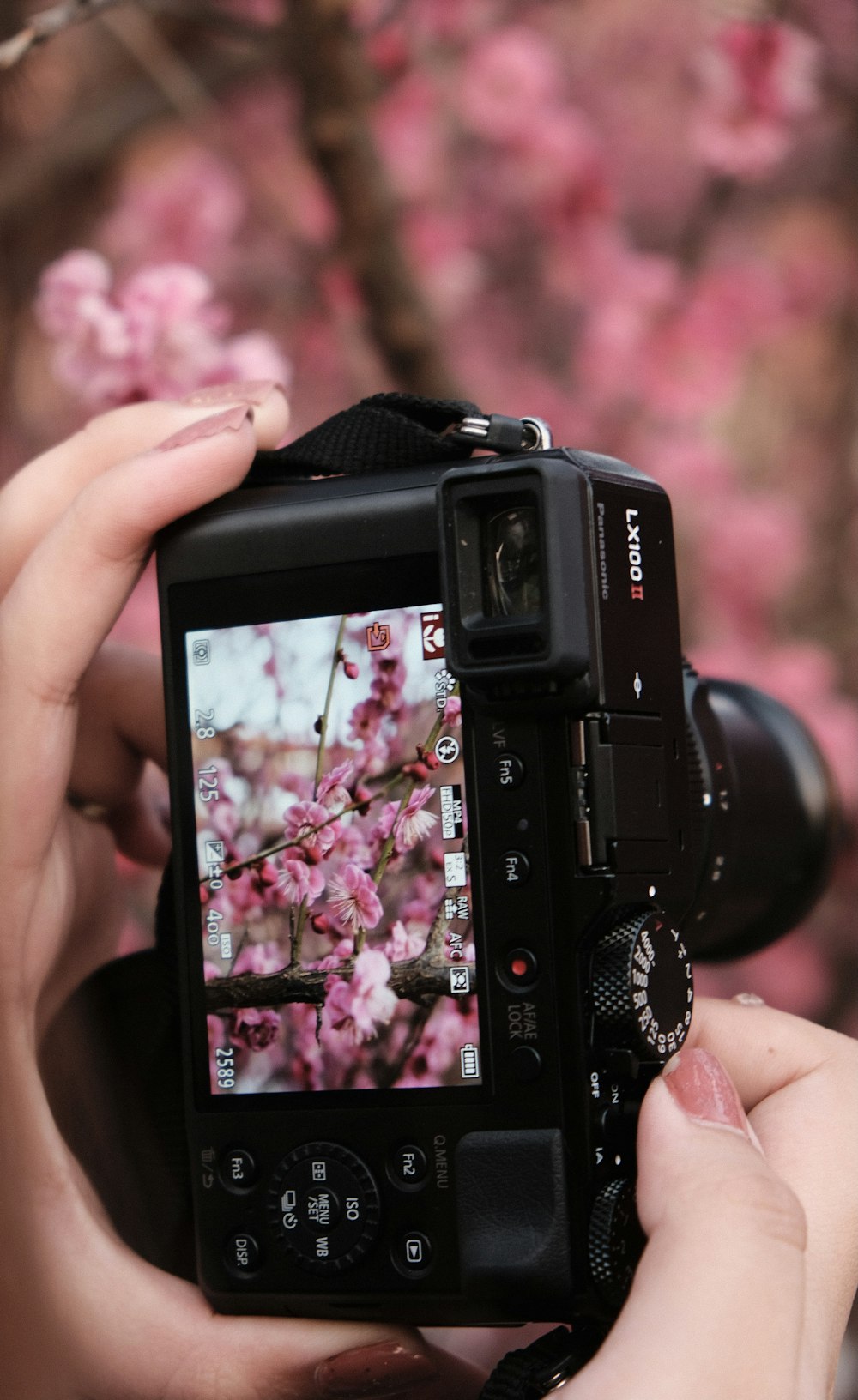 a person taking a picture of a tree with a camera