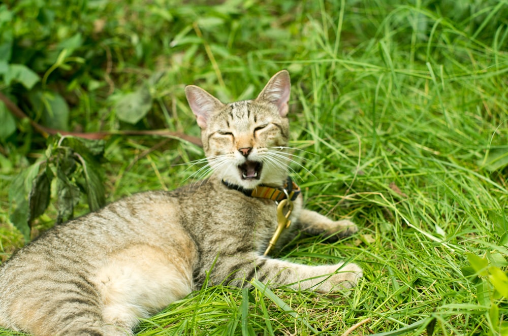 a cat yawns while laying in the grass