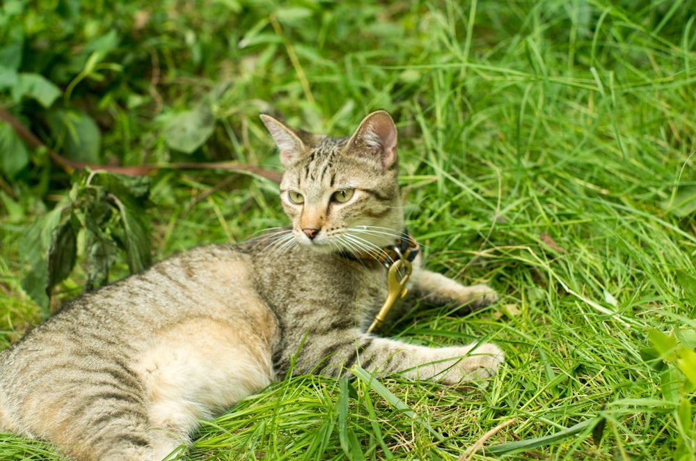 a cat laying on the ground in the grass