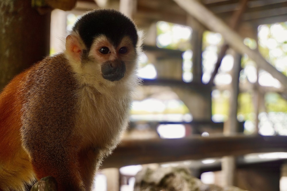 um macaco sentado em um galho de árvore em um zoológico