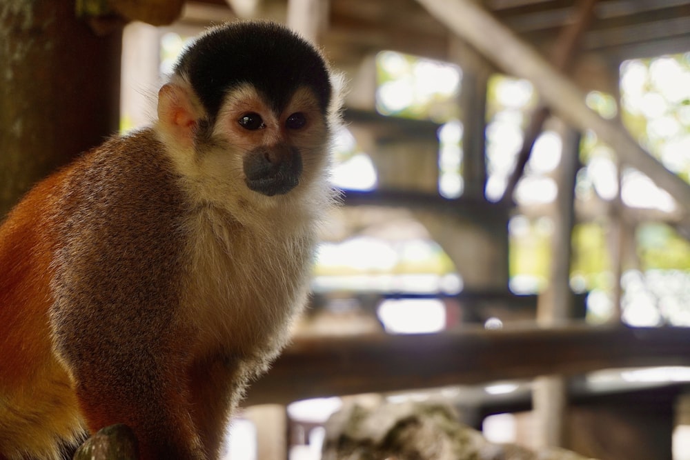 a monkey sitting on a tree branch in a zoo