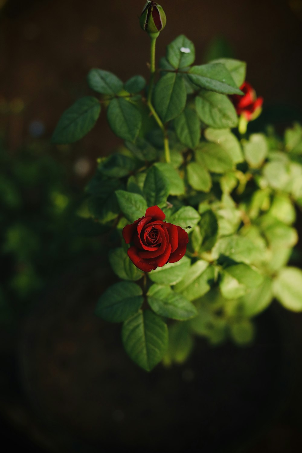 a close up of a red rose with green leaves