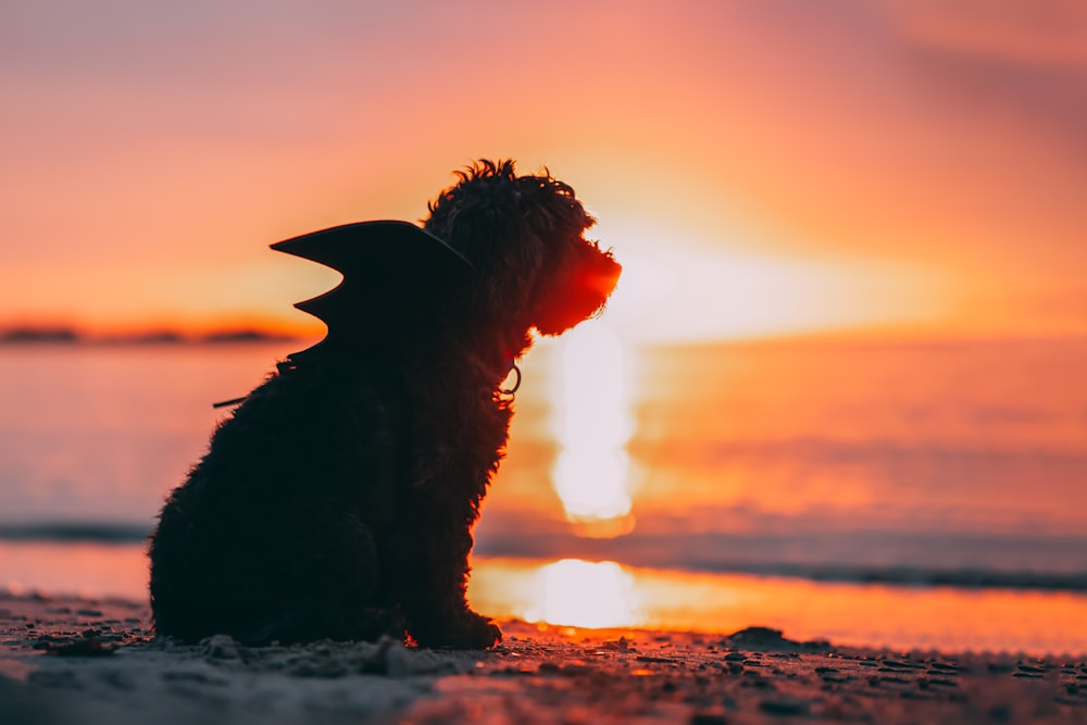 a small dog sitting on top of a sandy beach