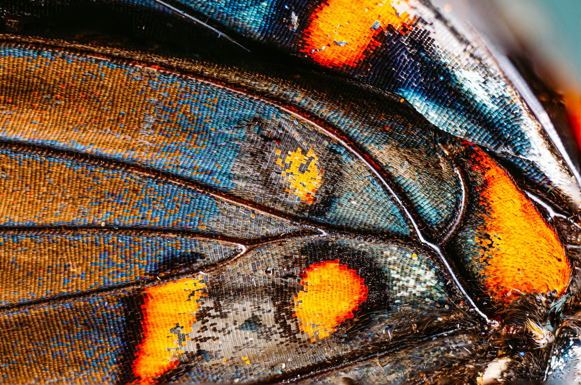 a close up of a colorful butterfly wing