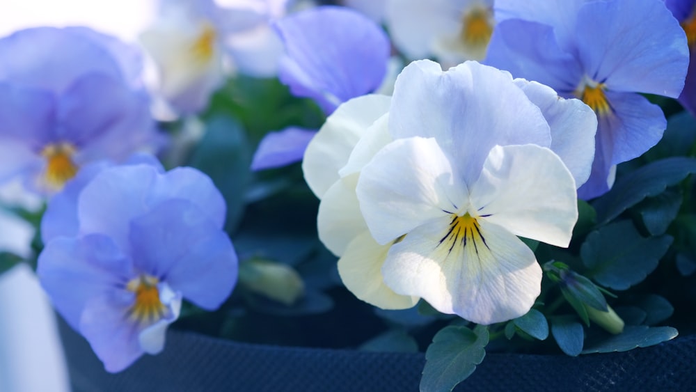 a bunch of blue and white flowers in a vase