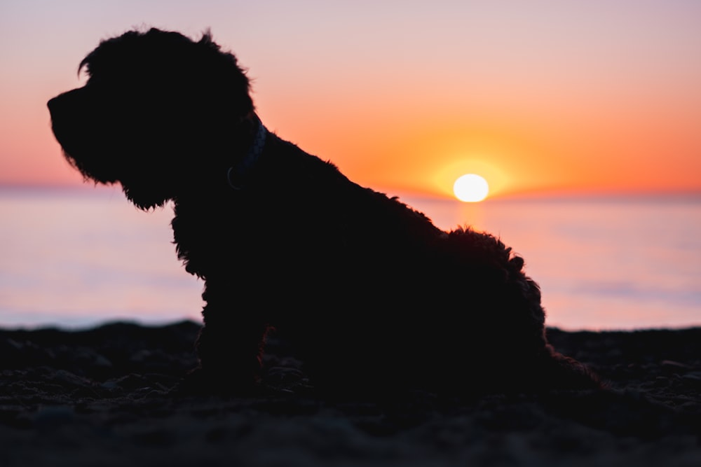 a silhouette of a dog sitting on a beach at sunset