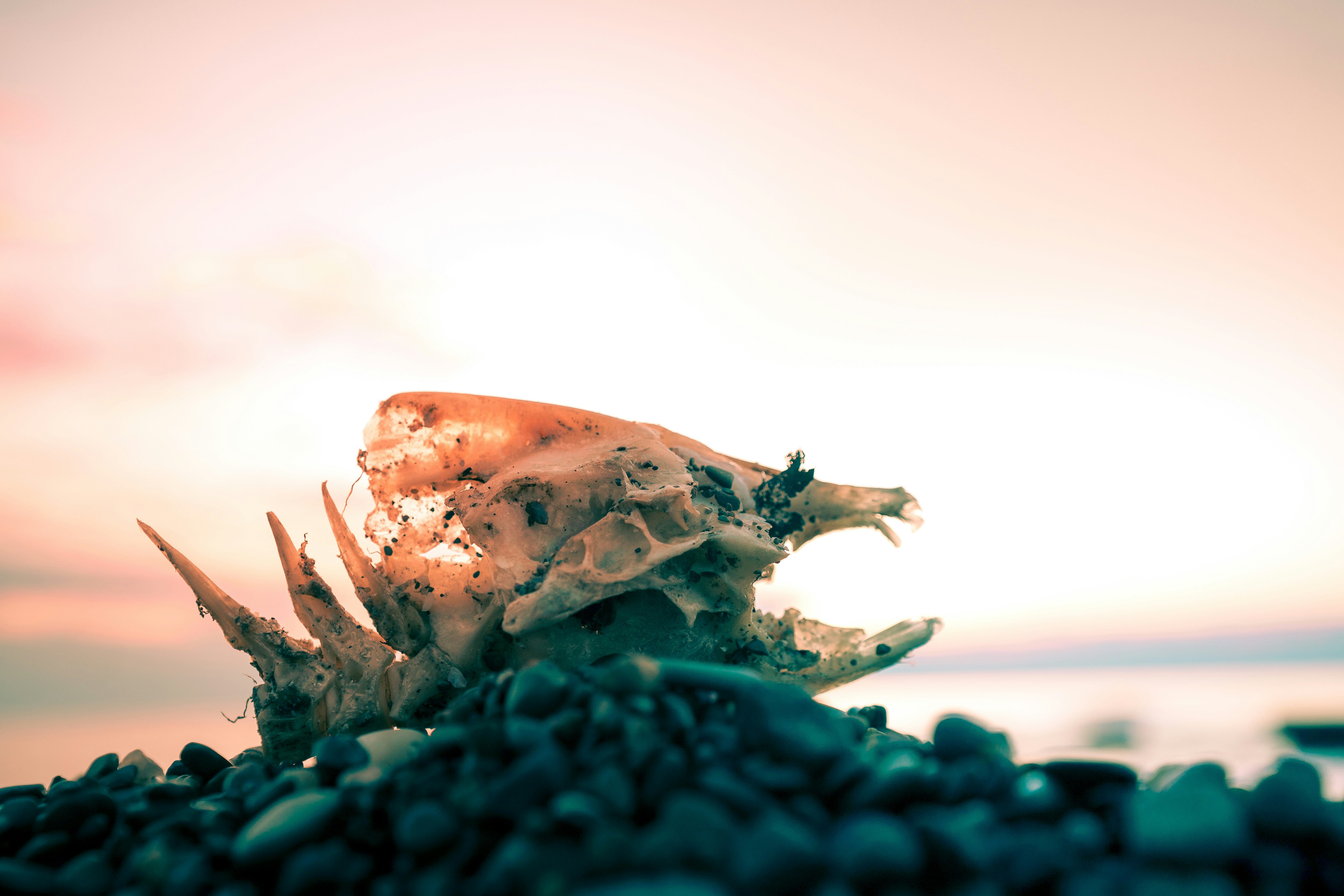 Close-up kerang laut di pantai berbatu