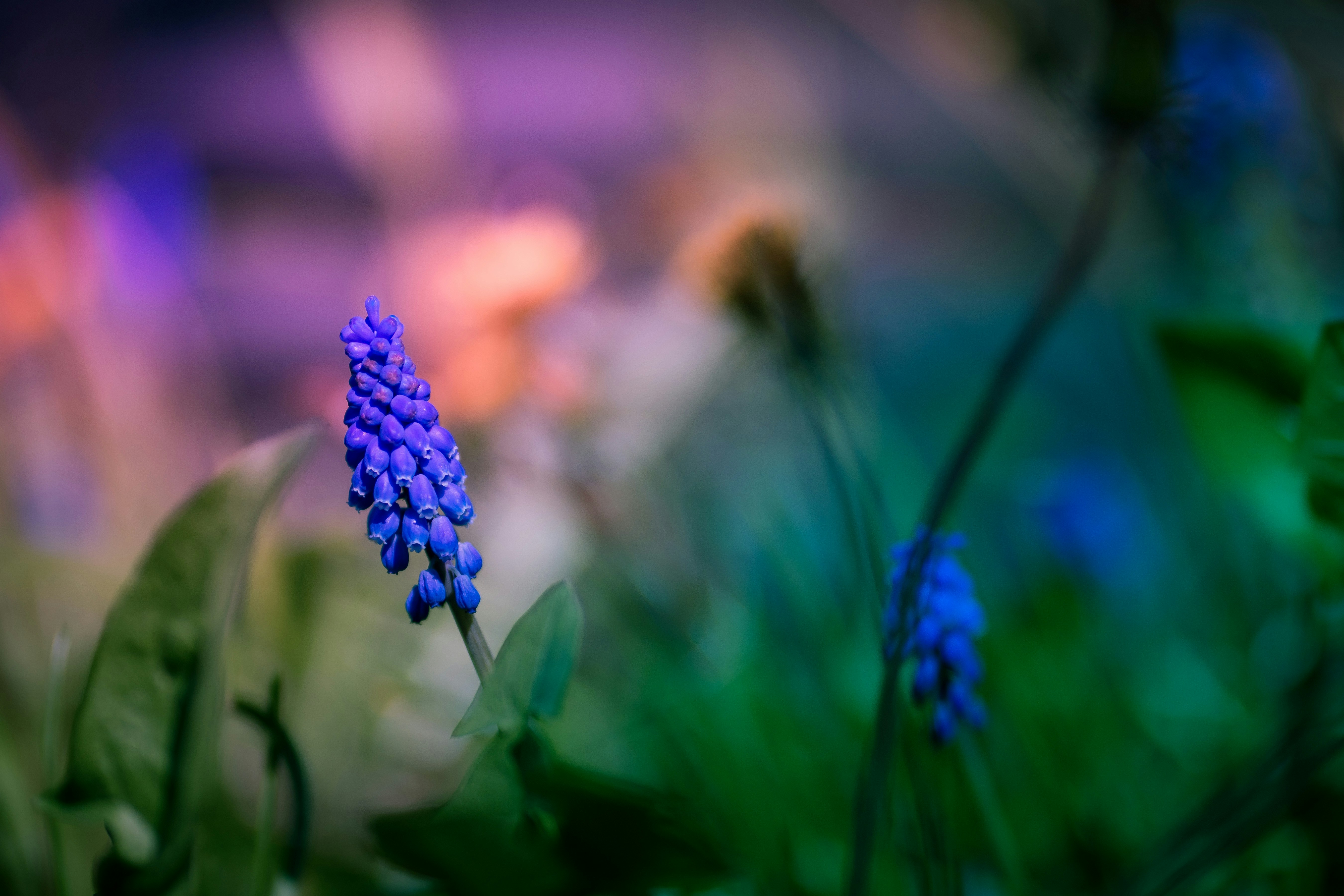 Photo by mharrisonphotography