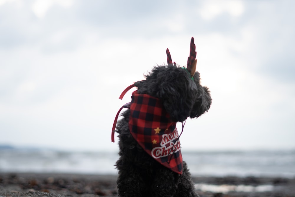 a black dog wearing a bandana on a beach