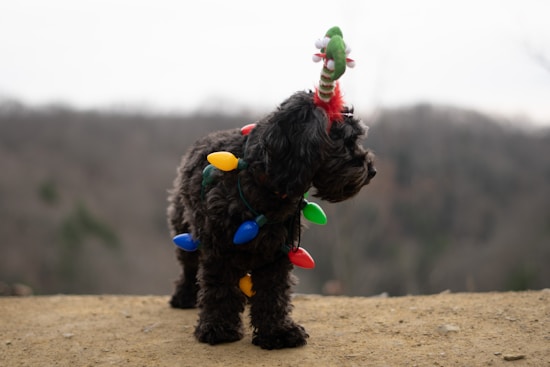 A small dog with curly fur is outdoors, adorned with colorful Christmas lights draped around its body. A green and red festive headband with a holiday character is placed on its head. The background is a blurred natural landscape.
