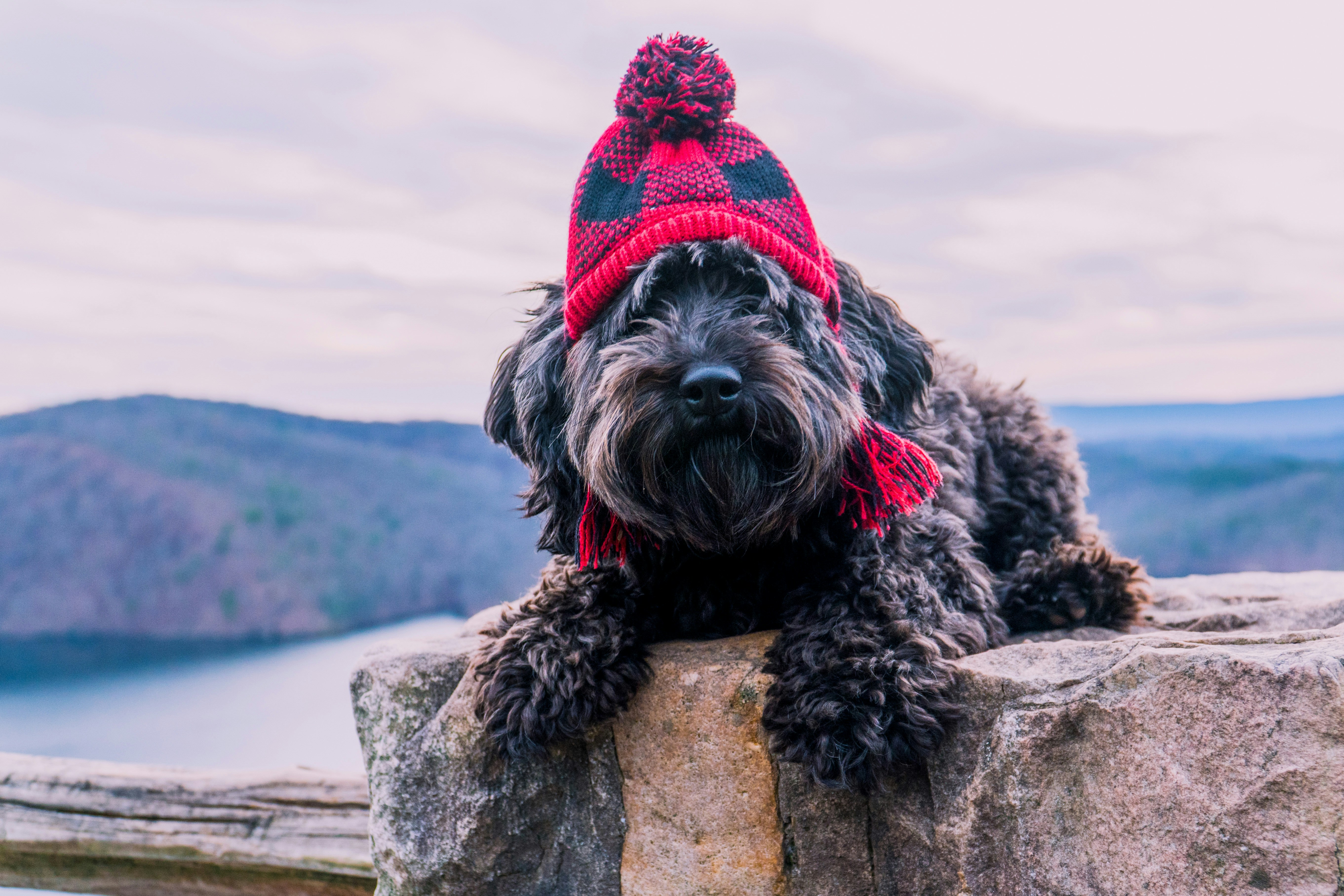 Cockapoo dog in costume for Christmas sunset